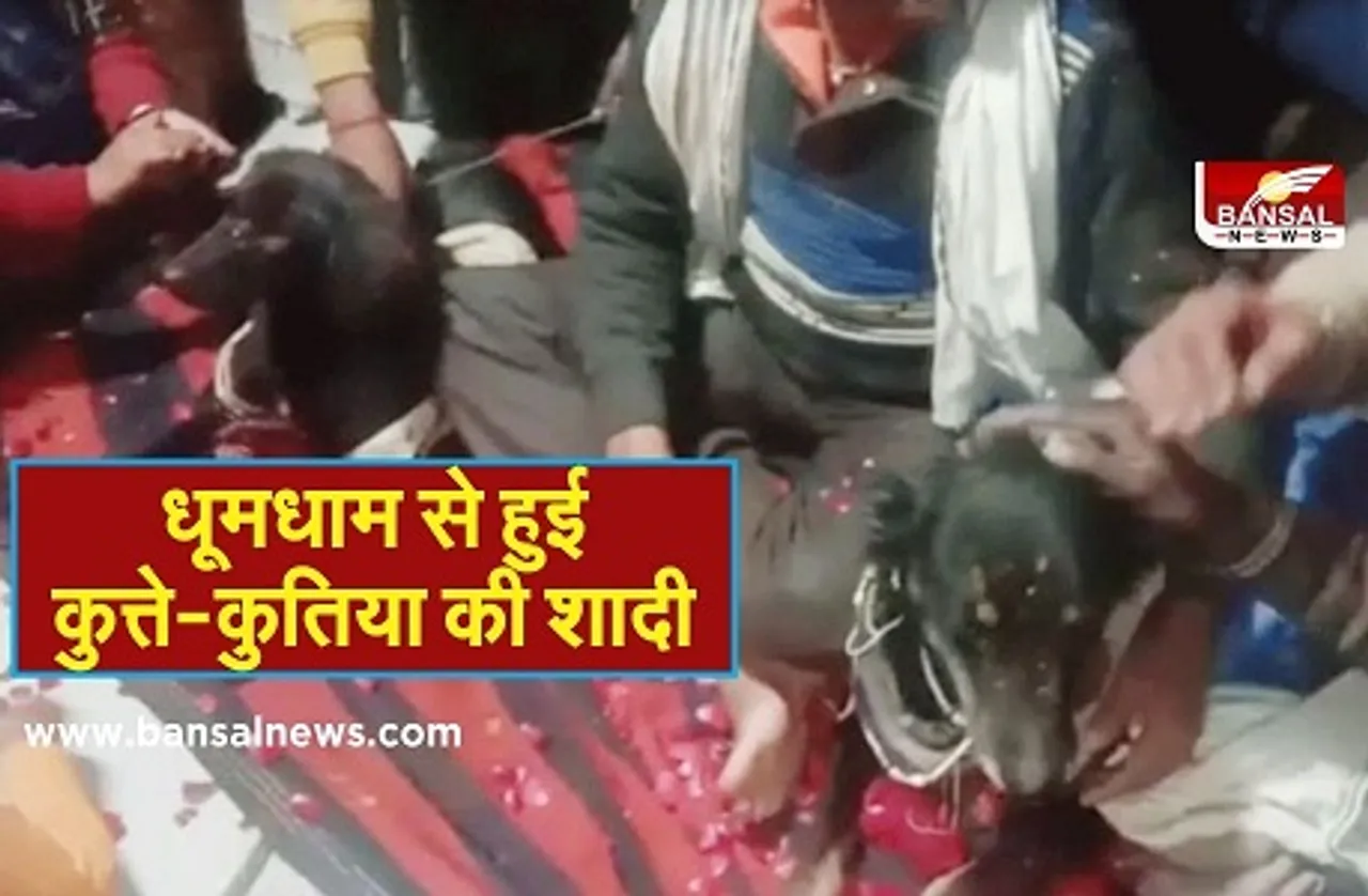Dog Bitch Marriage: जब कुत्ते-कुतिया बन गए दूल्हा-दुल्हन, जमकर हुआ नाच-गाना, 800 लोगों को कराया गया भोज