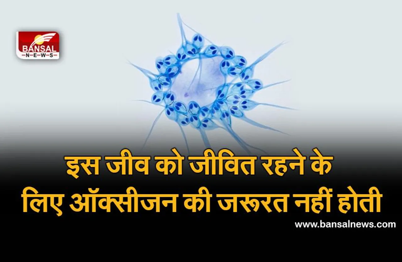 H. Salminicola: ऑक्सीजन के बिना भी जीवित रह सकता है यह जीव!, धरती पर इसे माना जाता है इकलौता