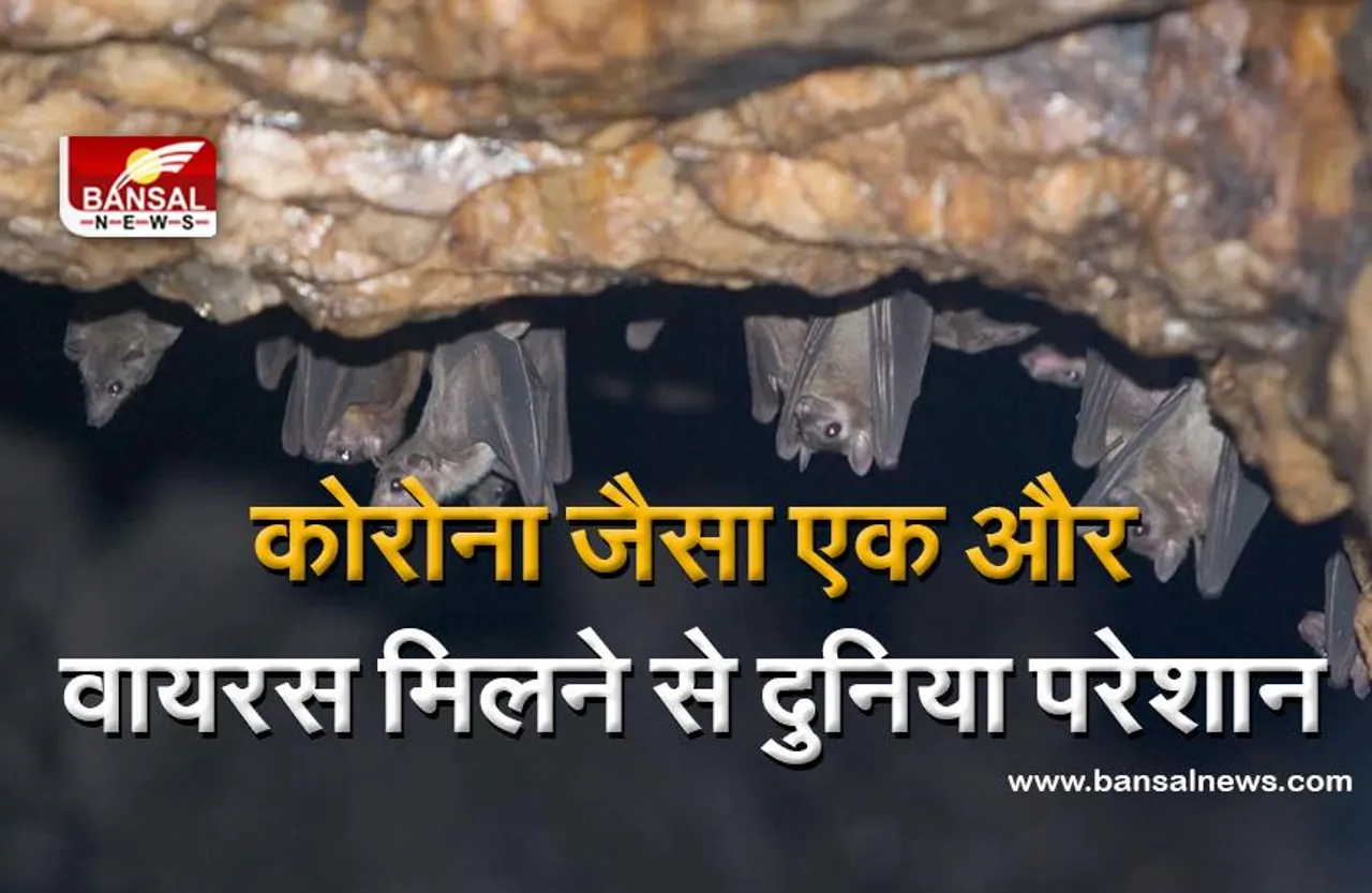 Marburg virus: कोरोना जैसा एक और वायरस मिलने से दुनिया परेशान, संक्रमित होने के बाद शरीर के विभिन्न छिद्रों से खून बहने लगता है