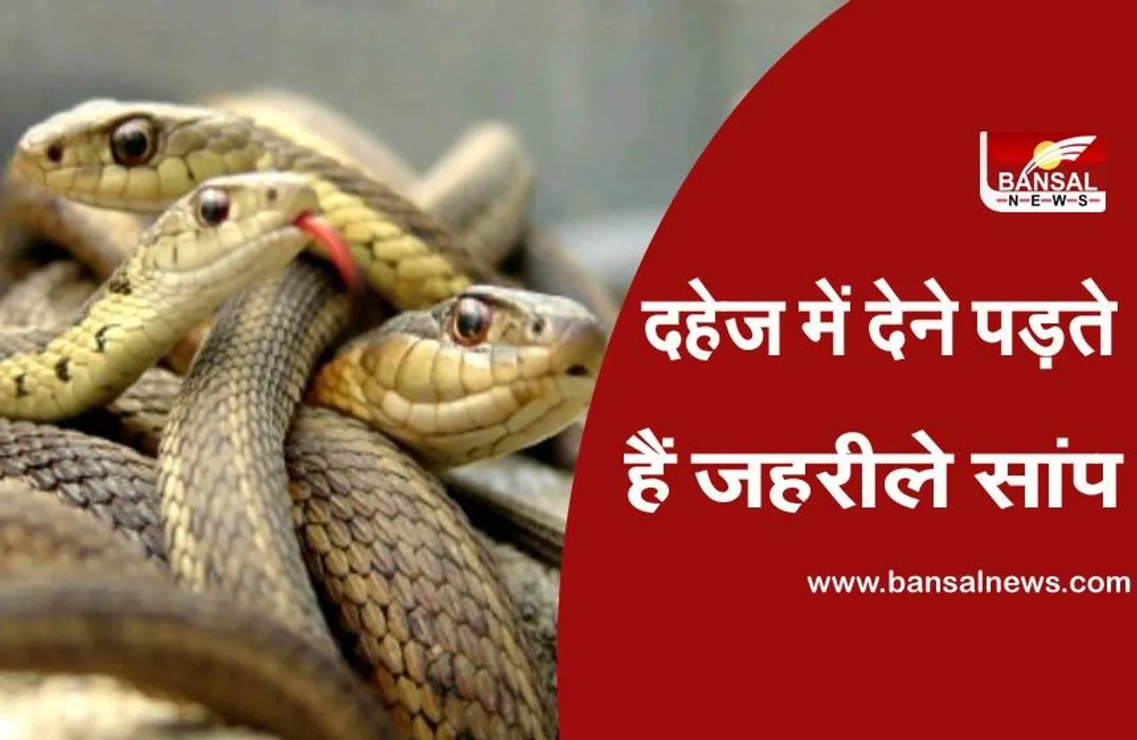 MP की अजब-गजब परंपरा: बेटी को दहेज में देने के लिए पिता को पकड़ना पड़ता हैं 21 जहरीले सांप, वरना शादी टूटने का रहता है डर