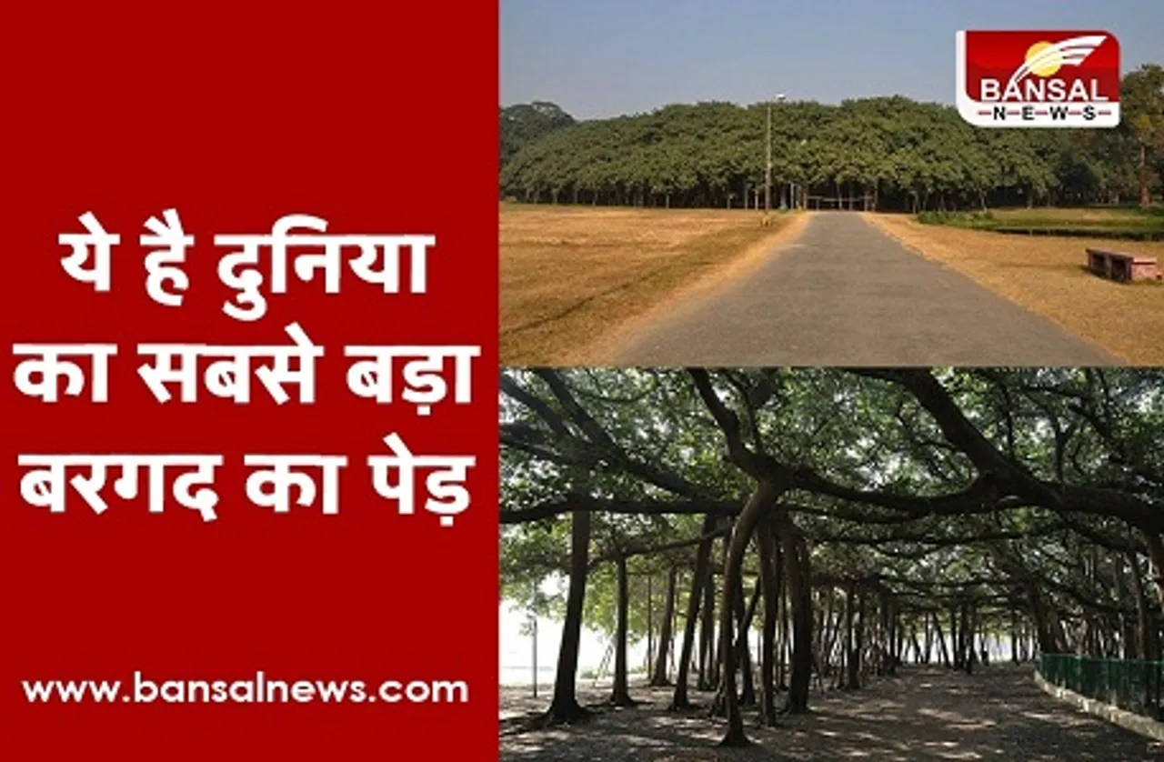 The Great Banyan Tree: 250 साल पुराना है यह पेड़, गिनीज बुक में दर्ज है नाम, पढ़ें पूरी कहानी