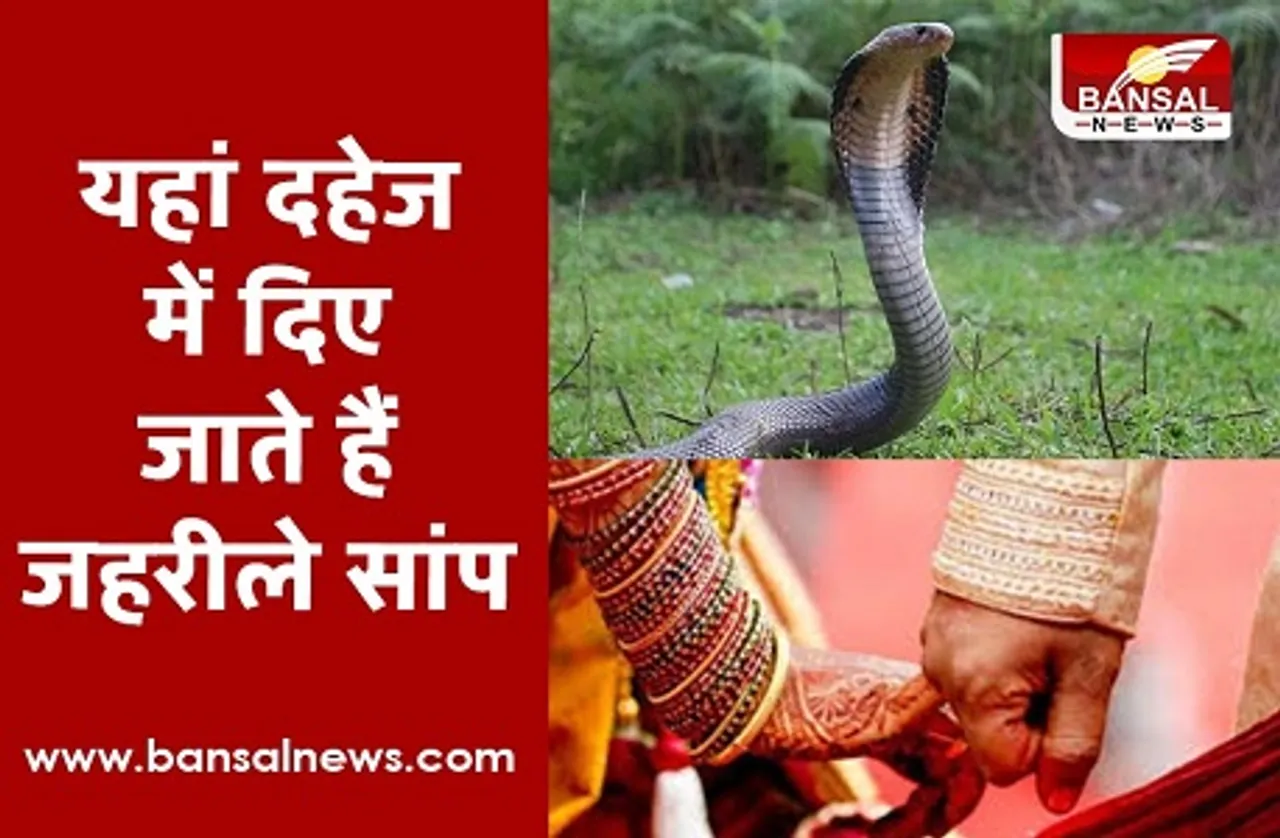 अनोखा रिवाज: मप्र में इस समुदाय के लोग आज भी दहेज में देते हैं 21 सांप, नहीं देने पर टूट जाता है रिश्ता!