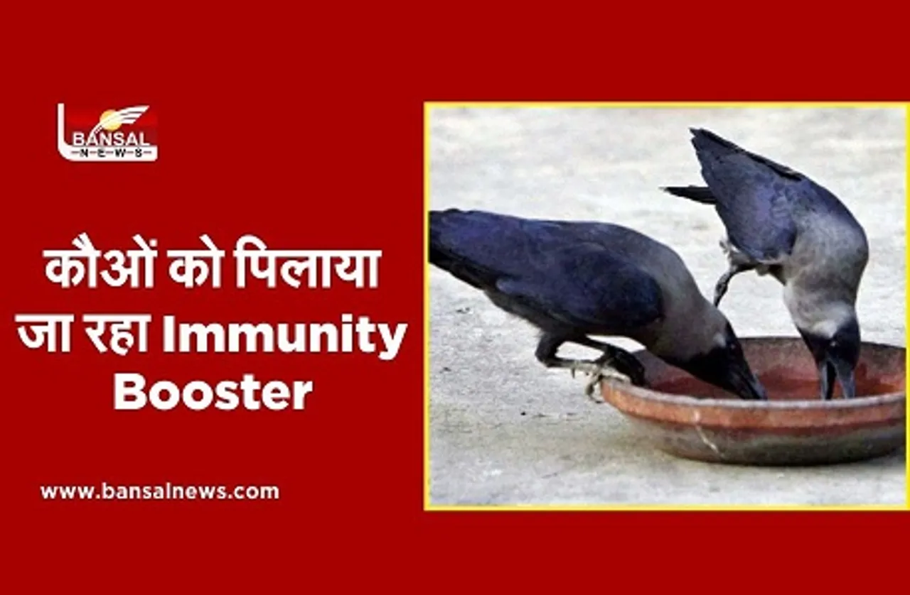 Bird Flu in Indore: कौओं को पिलाई जा रही Immunity Booster दवाई