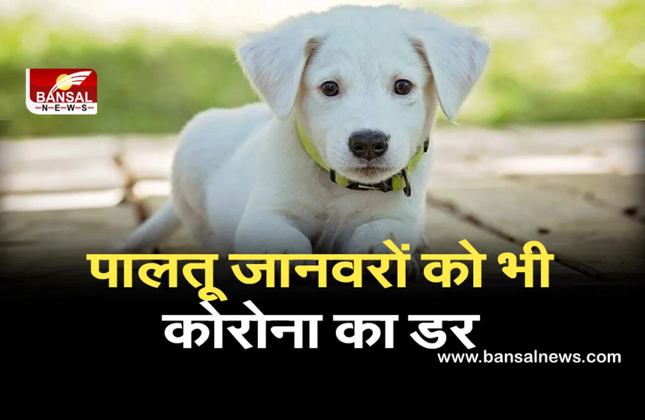 पालतू जानवरों को भी कोरोना का डर, पशु वैज्ञानिकों ने दिए पेट्स को बचाने की सलाह