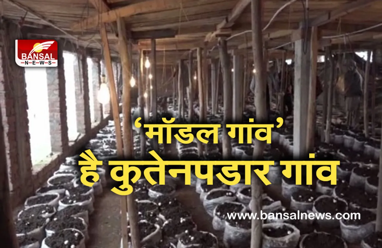 Mushroom: भुखमरी के लिए जाने जाना वाला गांव बना ‘मॉडल गांव’, जानिए वजह