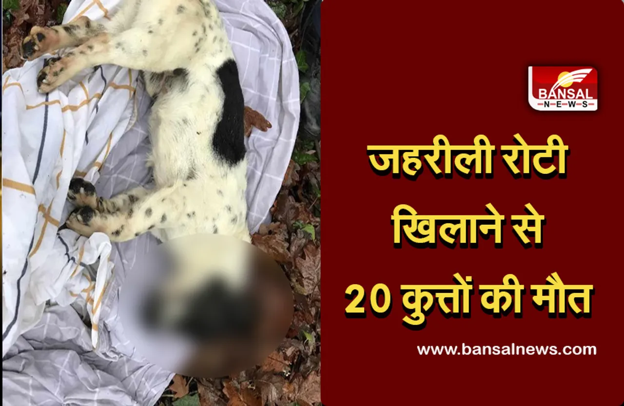 Crime News: कु्त्तों को खिला दी जहर लगी रोटियां, 20 की मौत, पुलिस ने दर्ज किया मामला