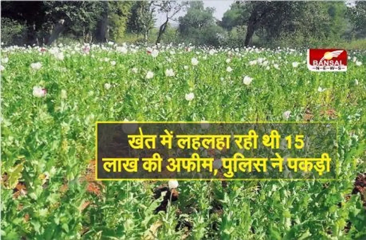 Nashakhori Par Action: सरसों के खेत में लगाई 15 लाख की अफीम, नशे के सौदागरों के खिलाफ मामला दर्ज