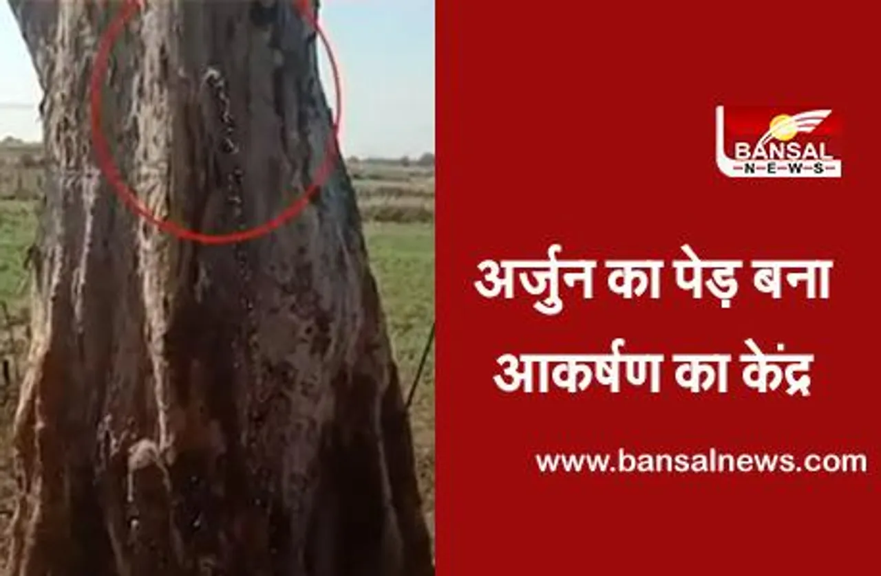 Arjuna Tree Chhattisgarh: छत्तीसगढ़ में अर्जुन के पेड़ से निकल रहा है पानी, जानिए क्या है इस पर विशेषज्ञ की राय