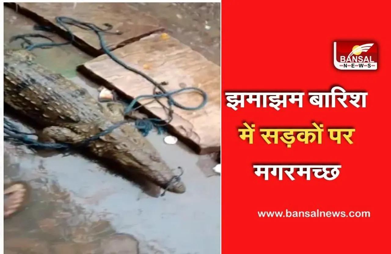 Shivpuri News: तूफानी बारिश में सड़कों पर निकले मगमच्छ, लोगों ने कर डाली सवारी, रस्सी बांधकर खिंचाए फोटो