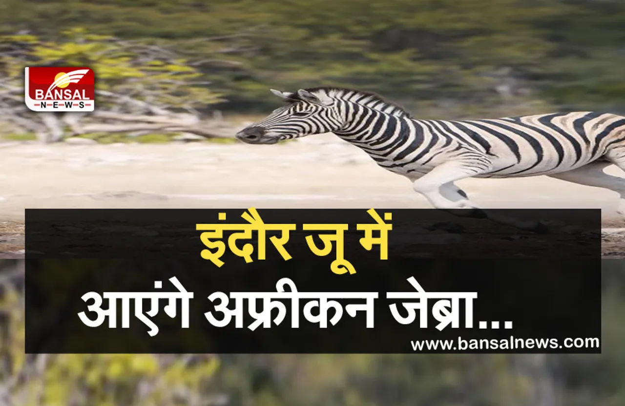 African Zebra: इंदौर जू में जल्द देखने मिल सकता है अफ्रीकन जेब्रा, इजराइल से लाए जाएंगे इंदौर
