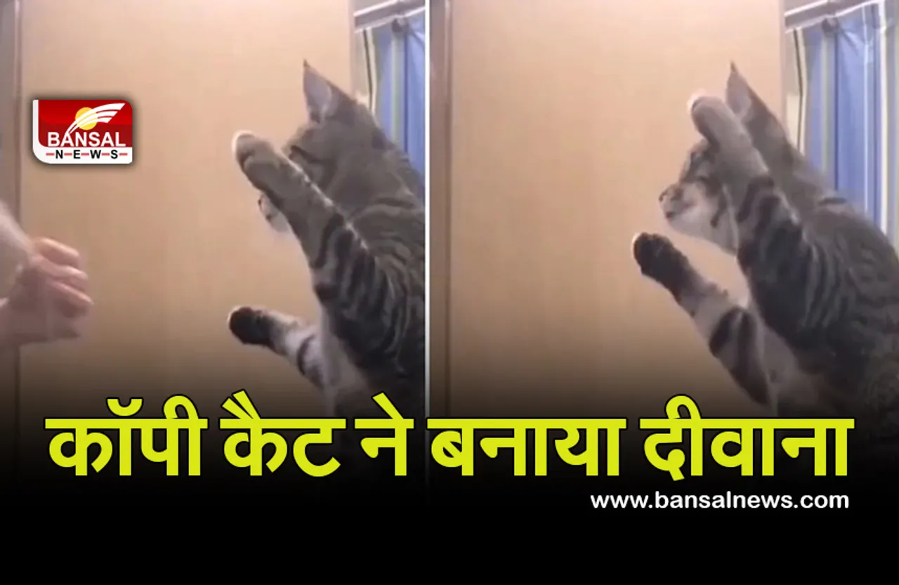Cat Viral Video: बिल्ली के कुछ सेकंड के वीडियो ने जीता लोगों का दिल, हरकत देखकर आप भी कहेंगे वाह कॉपी कैट