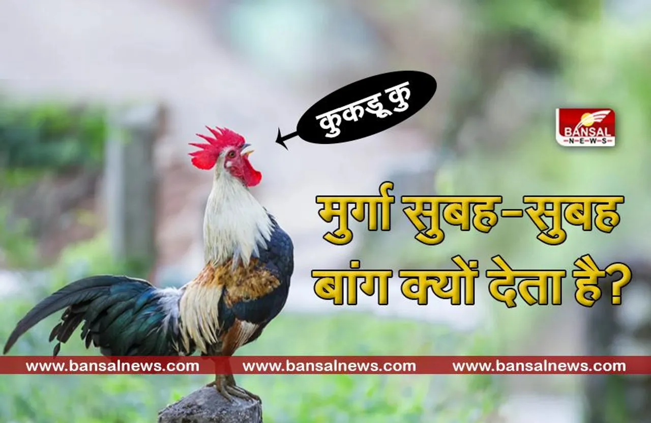 आखिर सुबह-सुबह ही मुर्गे बांग क्यों देते हैं, मुर्गियां बांग क्यों नहीं देती ?