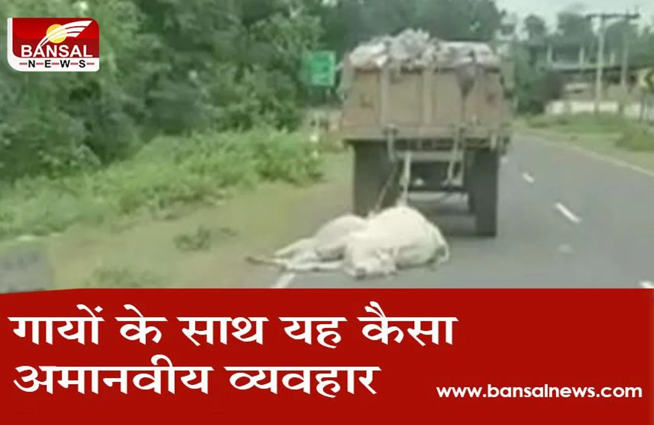 Viral Video: गायों का शव ट्रॉली के पीछे बांधकर घसीटते हुए ले गए कर्मचारी