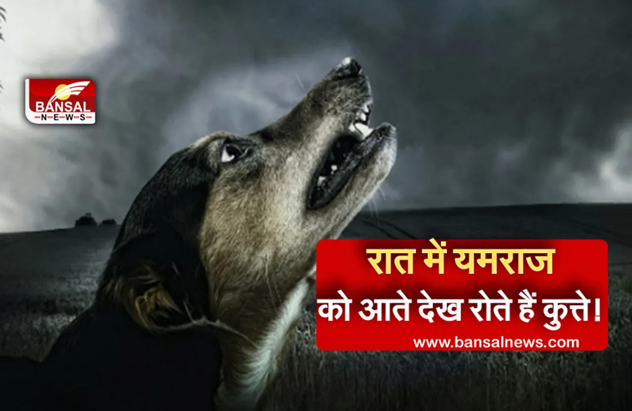 Ajab Gajab News: क्या कुत्तों को सच में दिखाई देते हैं यमराज ! जानिए कुत्तों के रात में रोने की वजह