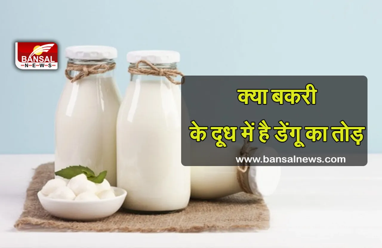 Goat Milk Benefits in Dengue : क्या वाकई बकरी के दूध में छिपा है डेंगू का इलाज, डेंगू के बढ़ते ही बढ़ी डिमांड