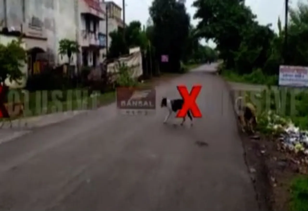 रायपुर में कुत्तों का आतंक: दो दिन में कुत्तों ने दो बच्चों पर किया हमला