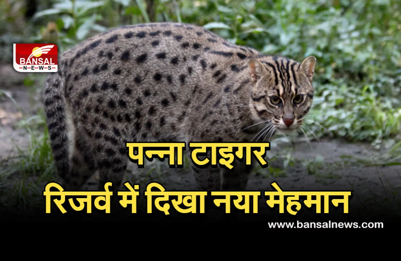 Panna National Park: पन्ना टाइगर रिजर्व में देखने मिला दुर्लभ नजारा, पहली बार दिखी फिशिंग कैट