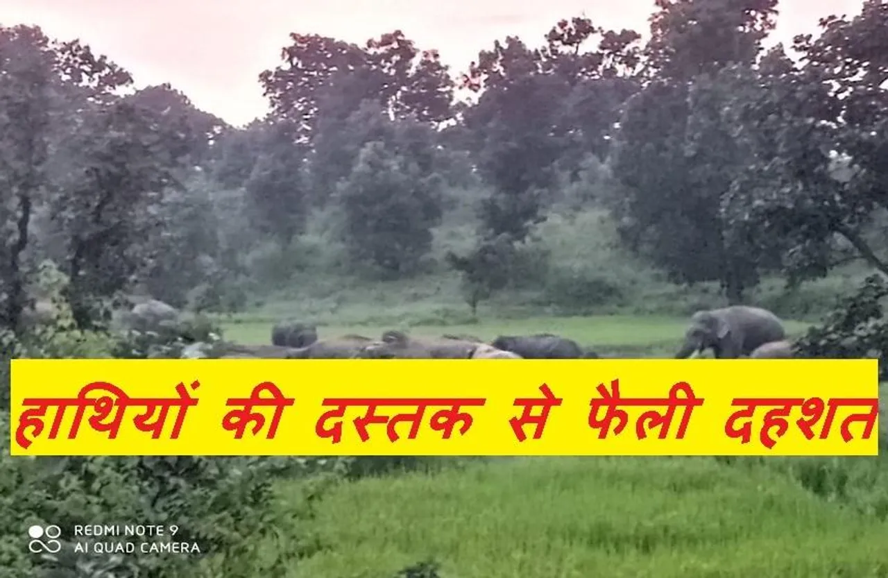 CG NEWS: पेंड्रा में हाथियों ने मचाया उत्पात, फसलों को पहुंचाया नुकसान