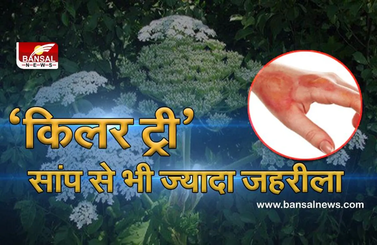 जानना जरूरी है: दुनिया का सबसे विषैला पौधा, सांप से भी ज्यादा है जहरीला