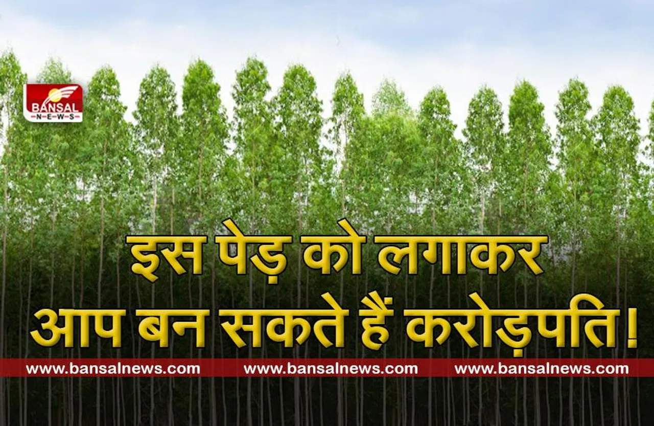 महोगनी : सैकड़ों पेड़ लगाकर बन सकता है करोड़पति, जानें इसकी खासियत