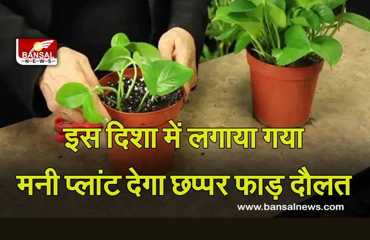 Vastu Tips for money plant : ऐसे लगाया गया मनी प्लांट छप्पर भाड़ करेगा धन की वर्षा