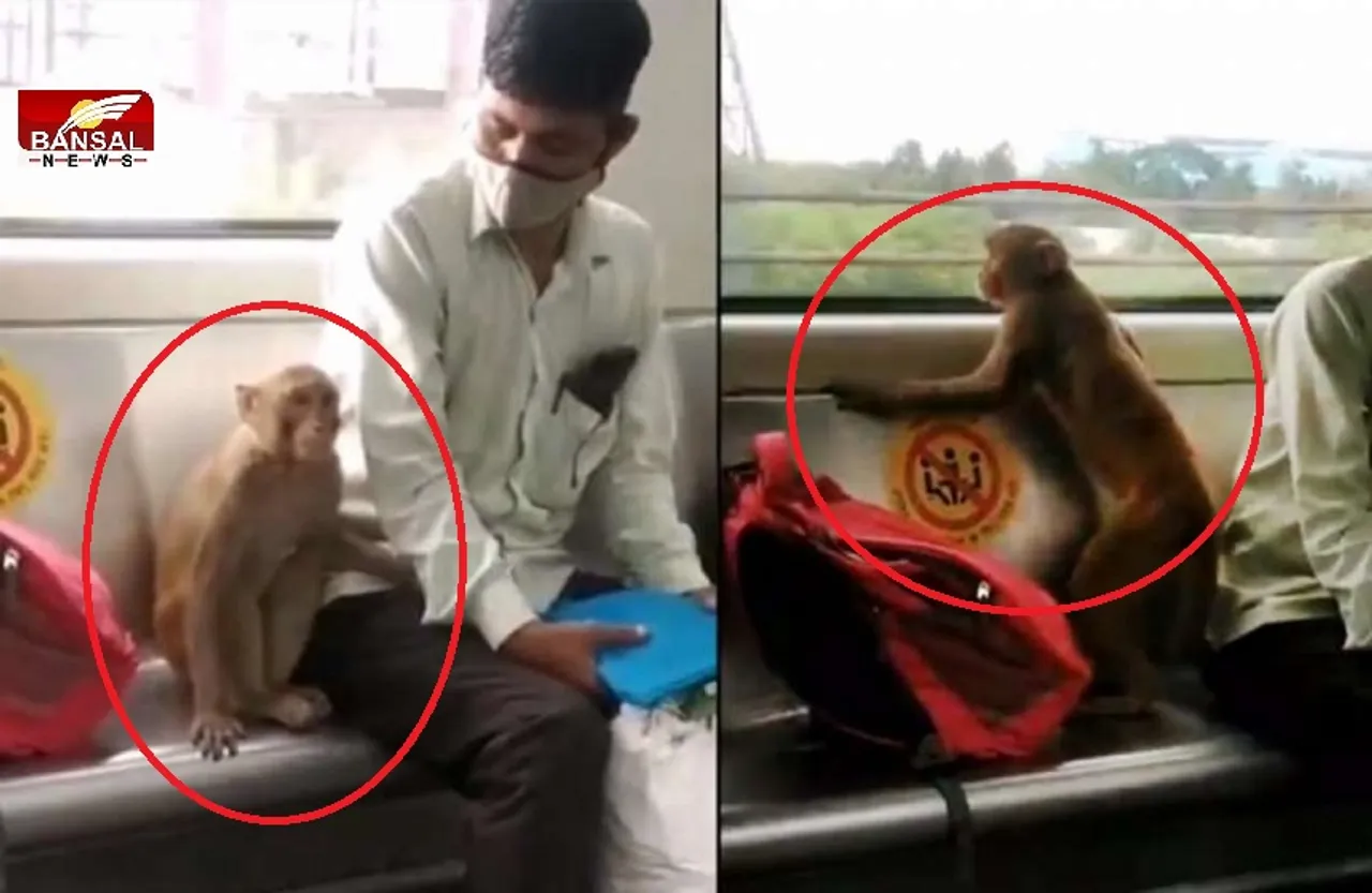 Viral Video: बंदर ने किया दिल्ली मेट्रो में सफर, यात्री के बगल में बैठकर शीशे से देखता रहा बाहर का नजारा