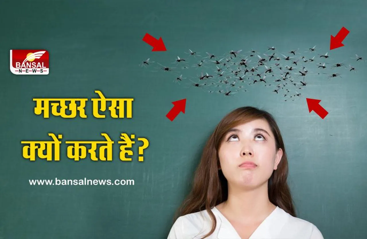 जानना जरूरी है:  खून चूसने वाले मच्छर हमेशा हमारे सिर के ऊपर क्यों मंडराते हैं?