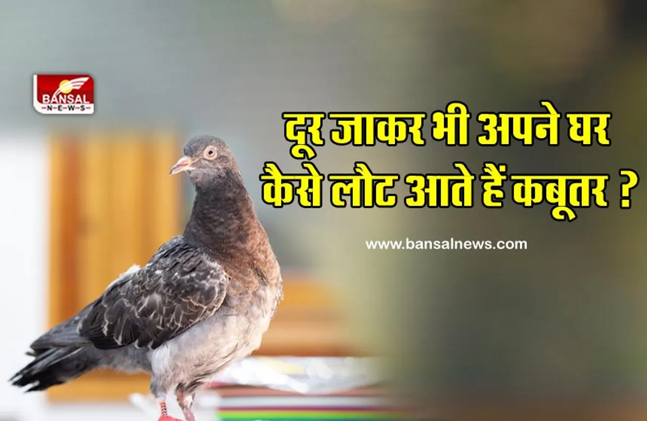 कबूतर बहुत दूर जाने के बाद भी अपना घर कैसे ढूंढ लेते हैं? जानिए इसके पीछे का वैज्ञानिक कारण