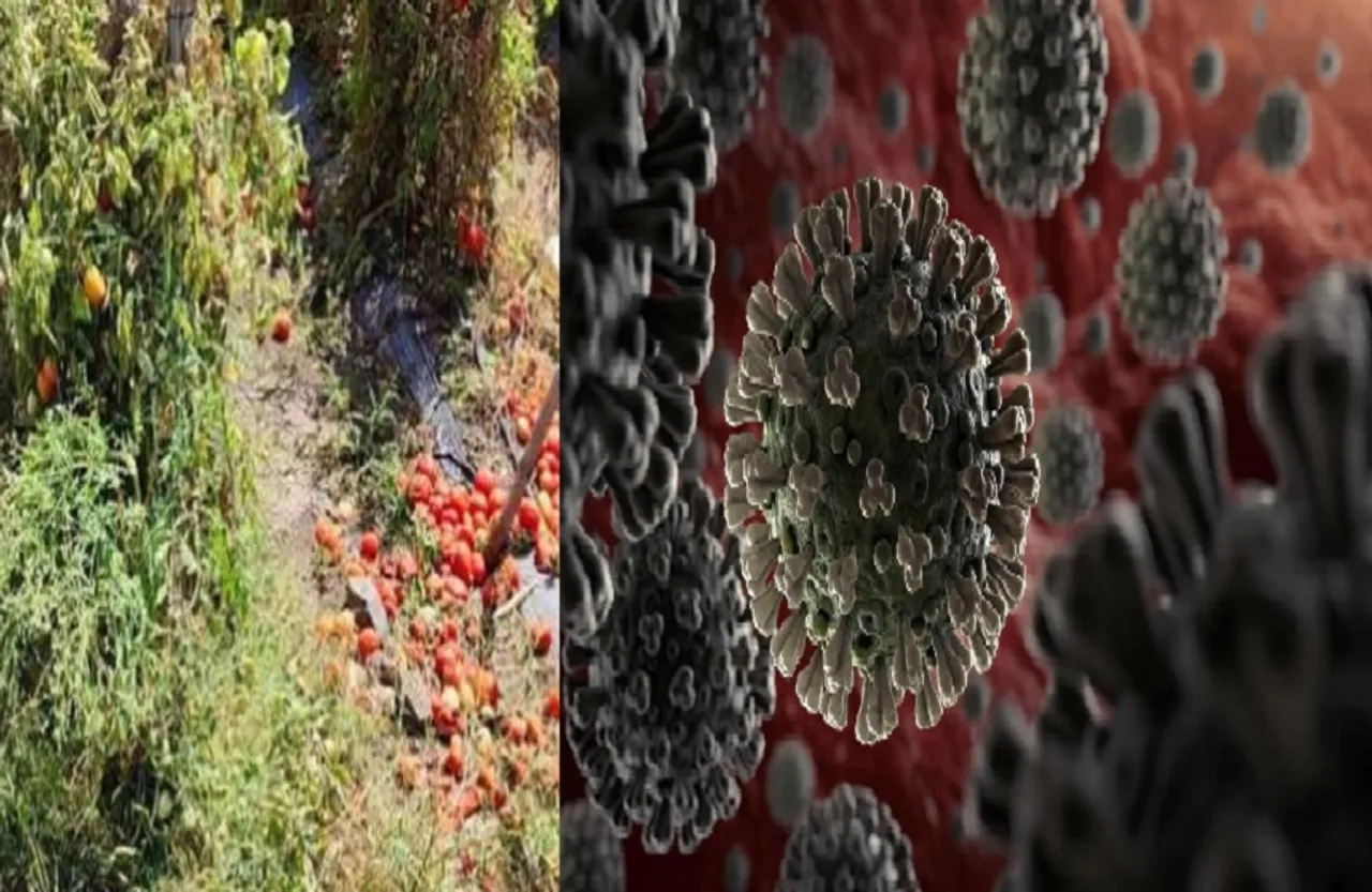 लॉकडाउन के कारण खेतों में खराब हो रही सब्जी, दूसरी तरफ कोरोना का तांडव, 24 घंटे में 135 की मौत