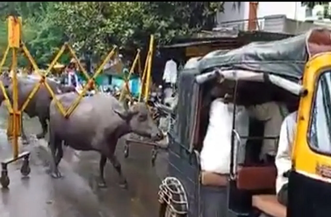 ट्राफिक बैरिकेड पीथ पर लेकर चली भैैंस, वीडियो हुआ वायरल