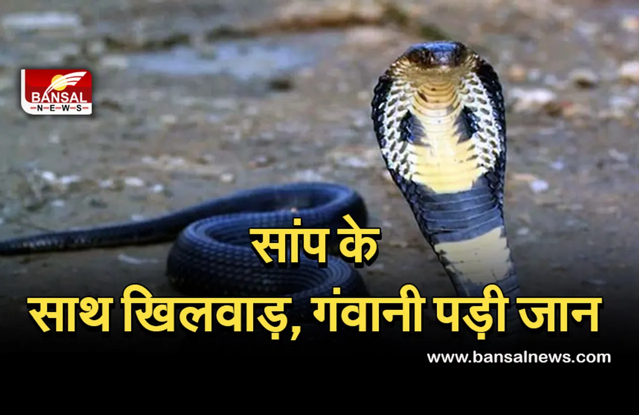 Breaking News: सांप को गले में डालकर नाच रहा था युवक, मौके पर मौत, नाक पर मिले यह खास निशान