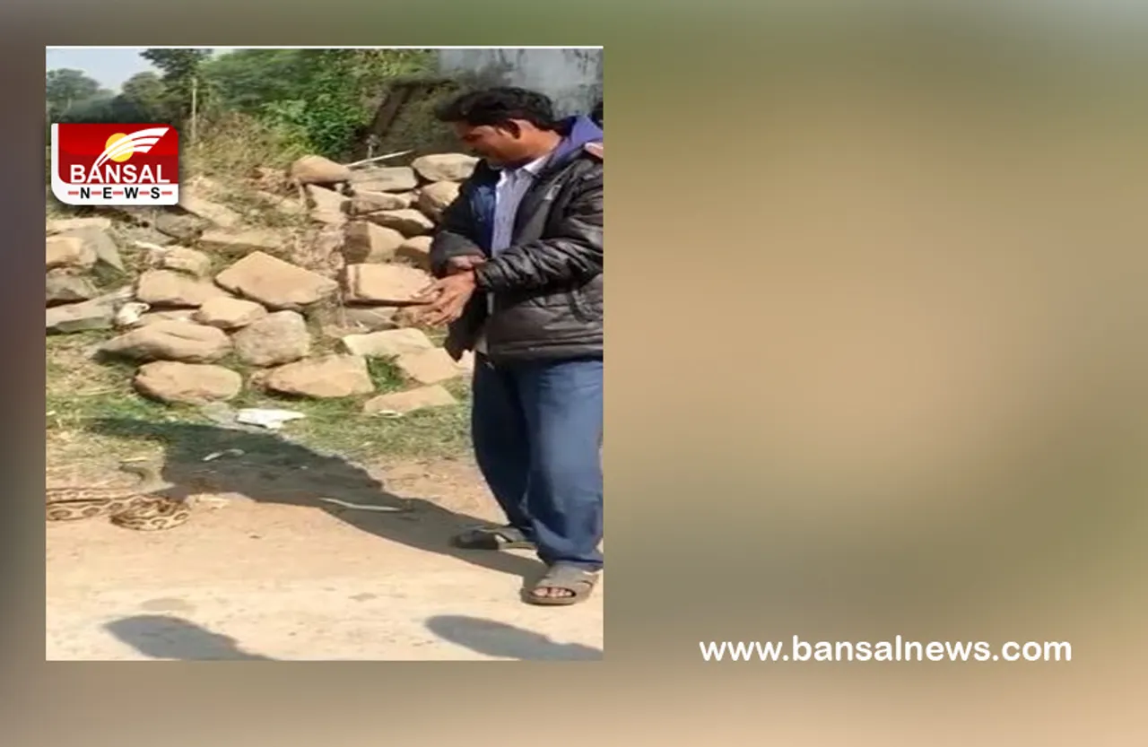Chhindwara Russell-Viper Video : सांप के डसने से मौत का वीडियो वायरल! रसेल वाइपर के साथ खेल रहा था युवक