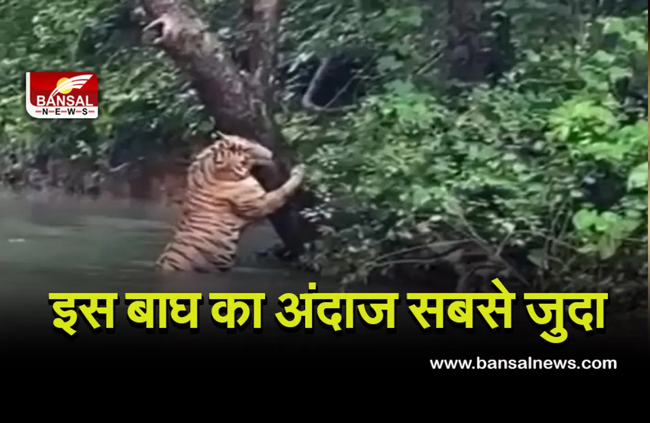 Seoni Tiger News: इस बाघ का अंदाज सबसे जुदा, सोशल मीडिया पर हो रहा वायरल