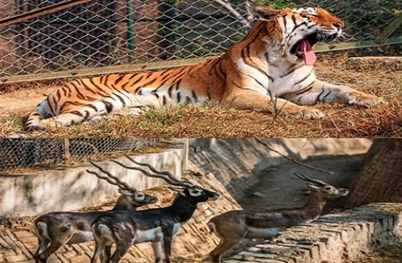 Largest Zoo in Gujarat: जामनगर में विश्व का सबसे बड़ा चिड़ियाघर बनाएगा रिलायंस, रहेंगे 300 से ज्यादा प्रजाति के जानवर