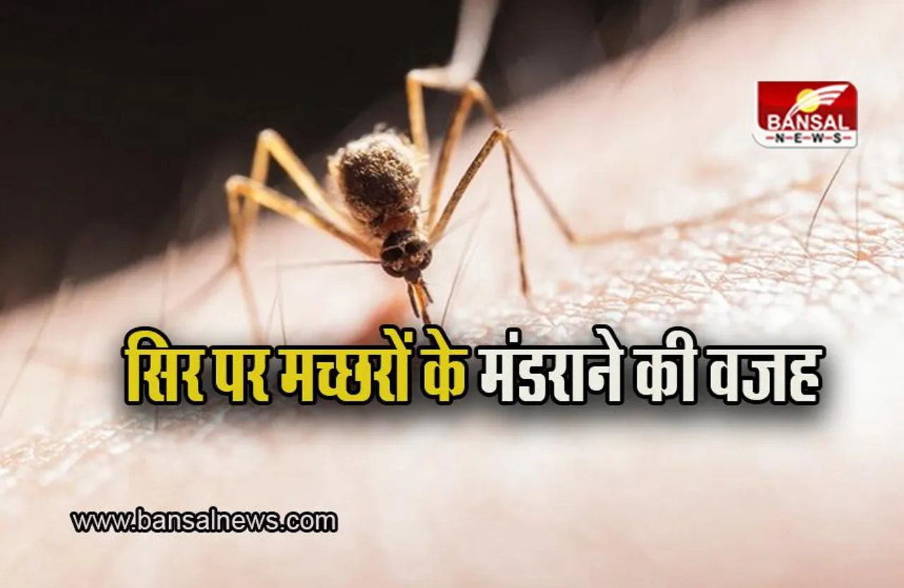 Mosquitoes over head: क्या आप जानते है कि शाम होते ही मच्छरों का झुंड हमारे सिर पर क्‍यों मंडराने लगते है? जानिए इसके पीछे की असल वजह