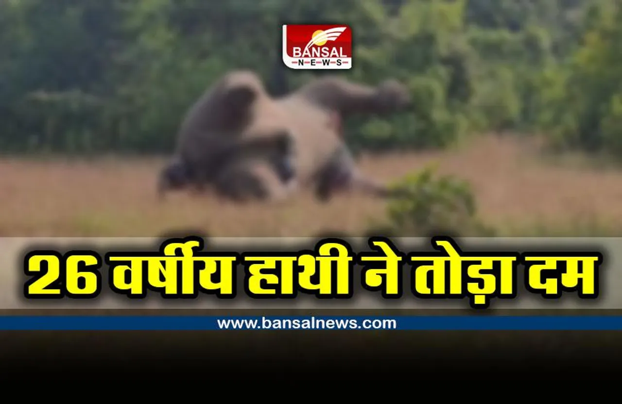 CG Elephant News : करंट से 26 वर्षीय हाथी ने दम तोड़ा, डॉक्टरों के दल ने किया पोस्टमार्टम