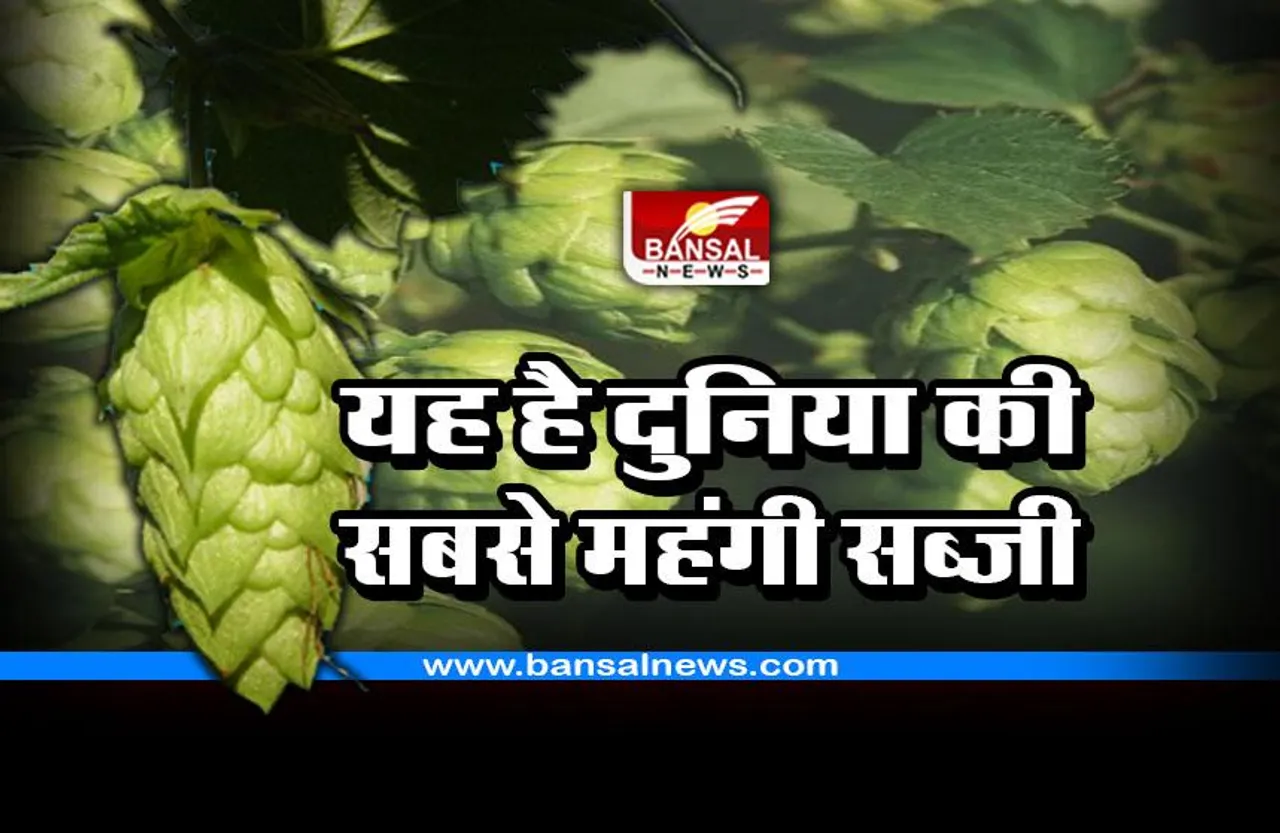 दुनिया की सबसे महंगी सब्जी, कीमत 85000 रुपए प्रति किलो