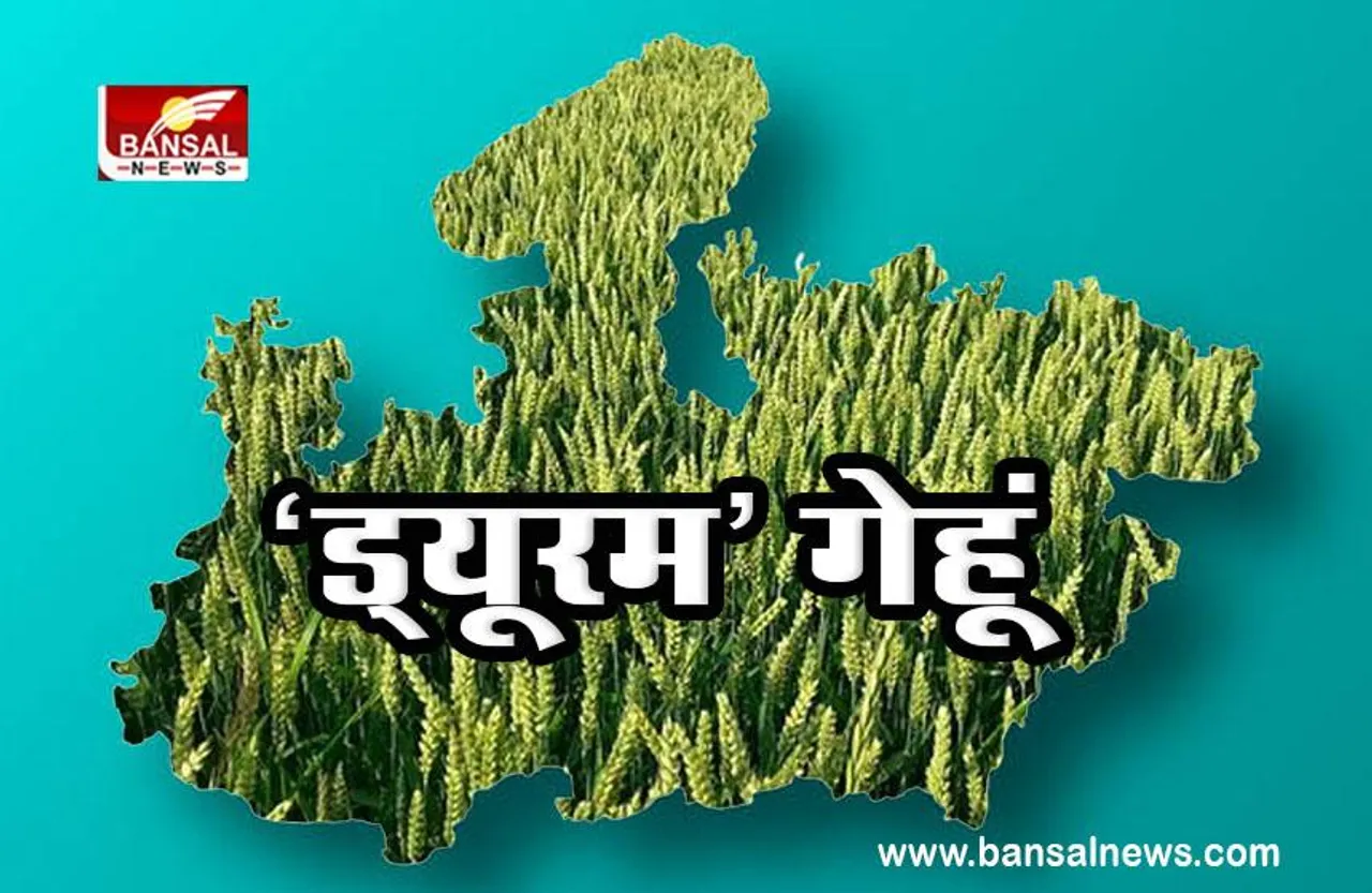 Durum Wheat in MP : रूस-यूक्रेन युद्ध से बढ़ी ‘ड्यूरम’ गेहूं की मांग, मध्य प्रदेश के लिए मिलेगा फायदा