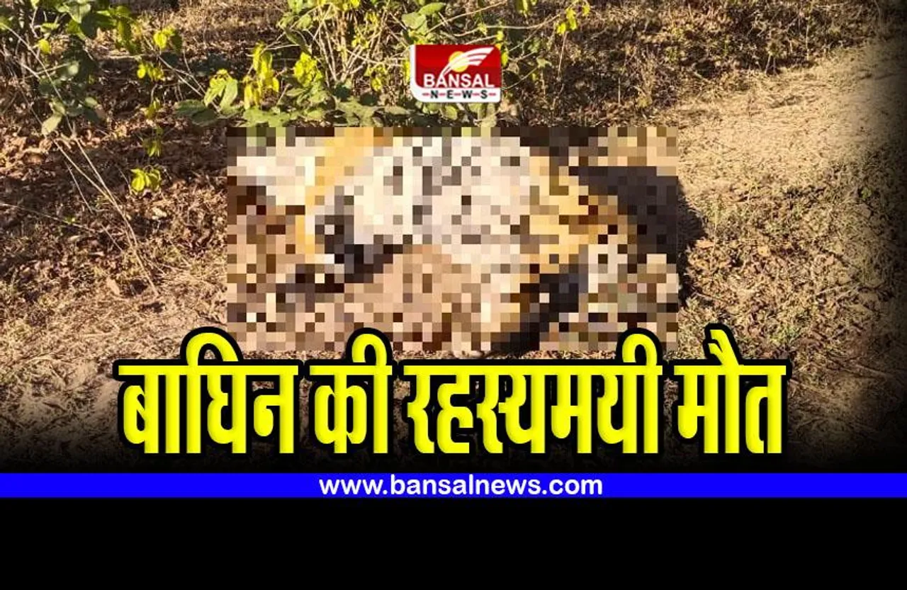MP tigress Death : बाघिन की रहस्यमयी मौत, मौके पर पहुंचे अधिकारी