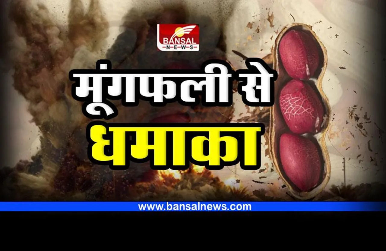 Interesting Fact : मूंगफली में धमाका करने का गुण, बन जाता है डायनामाइट