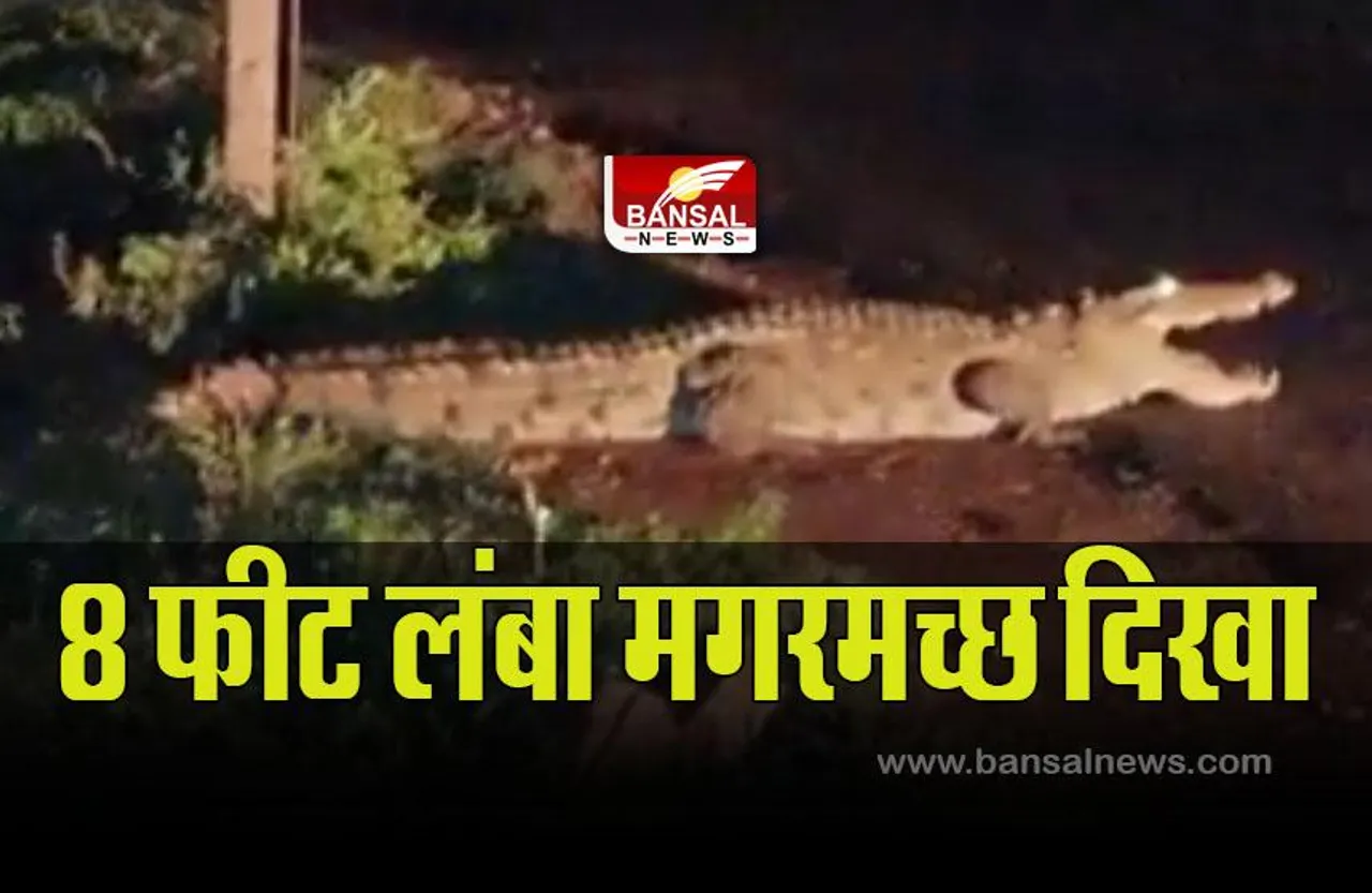 MP News : रिहायशी इलाके में मगरमच्छ दिखने से मचा हड़कंप