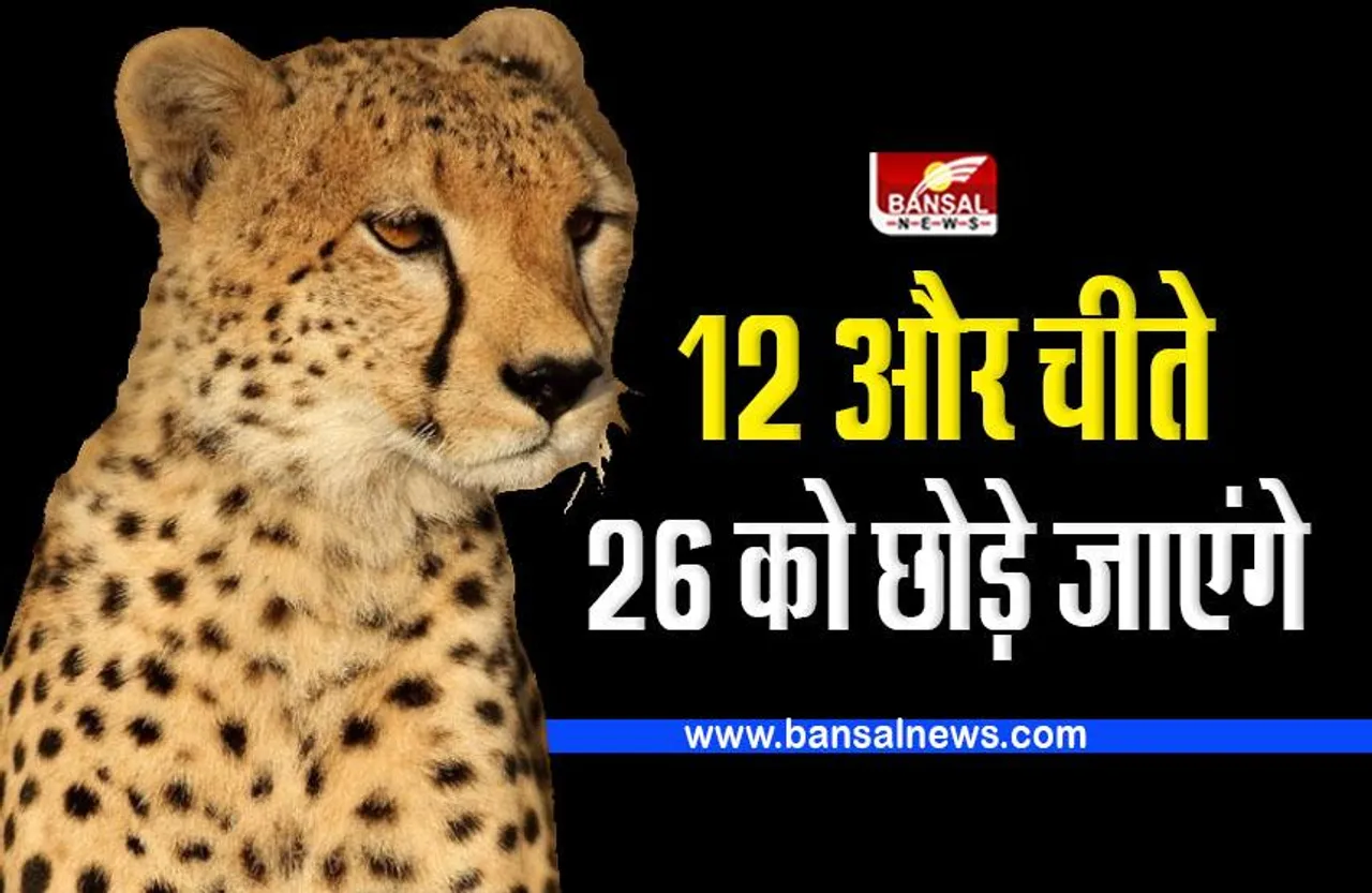 26 जनवरी को कूनो नेशनल पार्क में छोड़े जाएंगे 12 और चीते, मध्य प्रदेश में नामीबिया के बाद अब दक्षिण अफ्रीका से आ रहे
