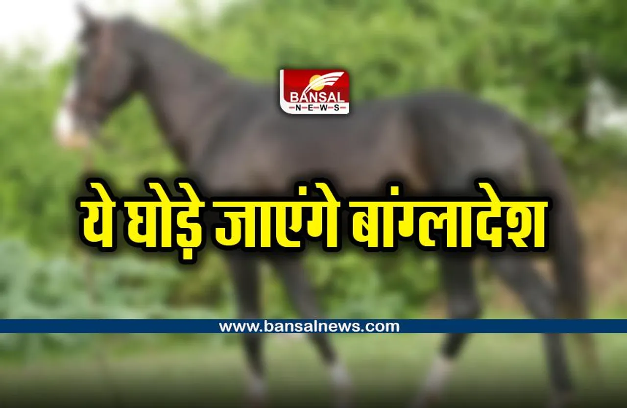 Horse News : पहली बार मारवाड़ी घोड़ों का निर्यात, राष्ट्रपति की बग्घी खींचेंगे