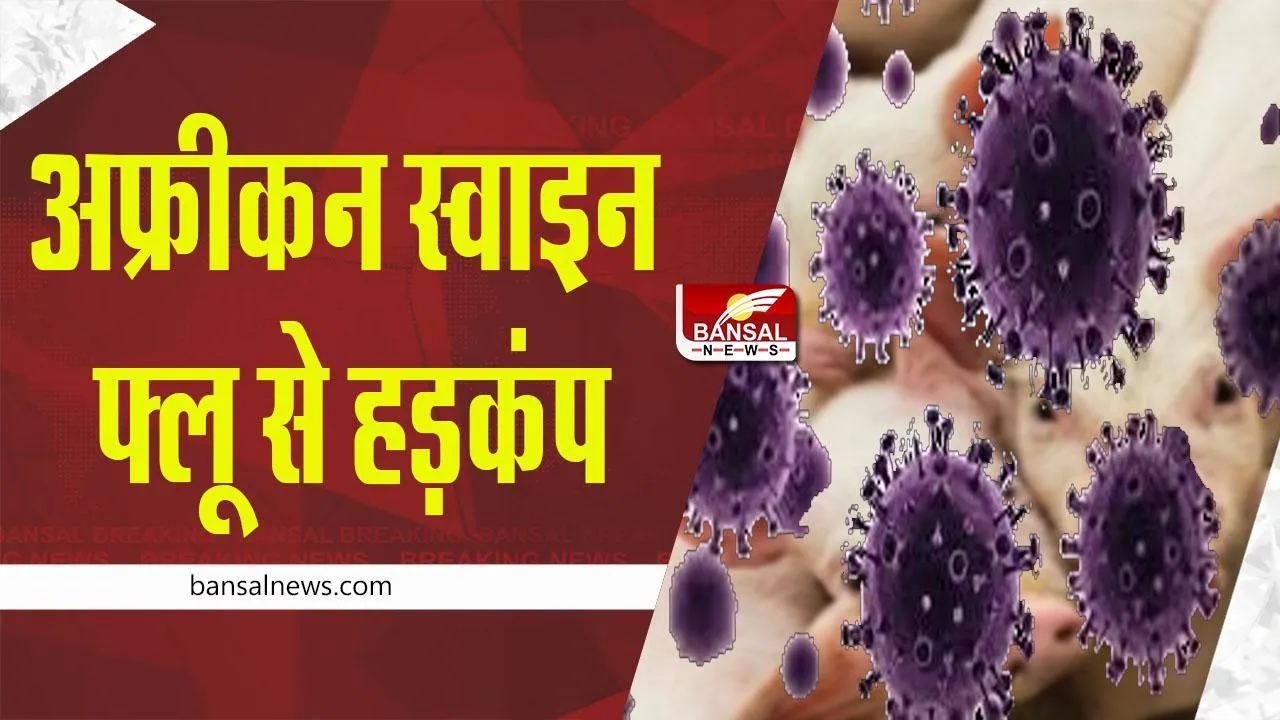 African Swine Flu in MP: जबलपुर में अफ्रीकन स्वाइन फ्लू से हड़कंप, कलेक्टर बोले- लापरवाही हुई तो बख्शा नहीं जाएगा