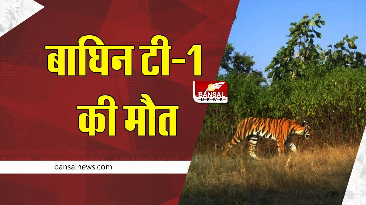 MP T-1 Tigress Death : पन्ना बाघ अभयारण्य में बाघिन टी-1 की मौत