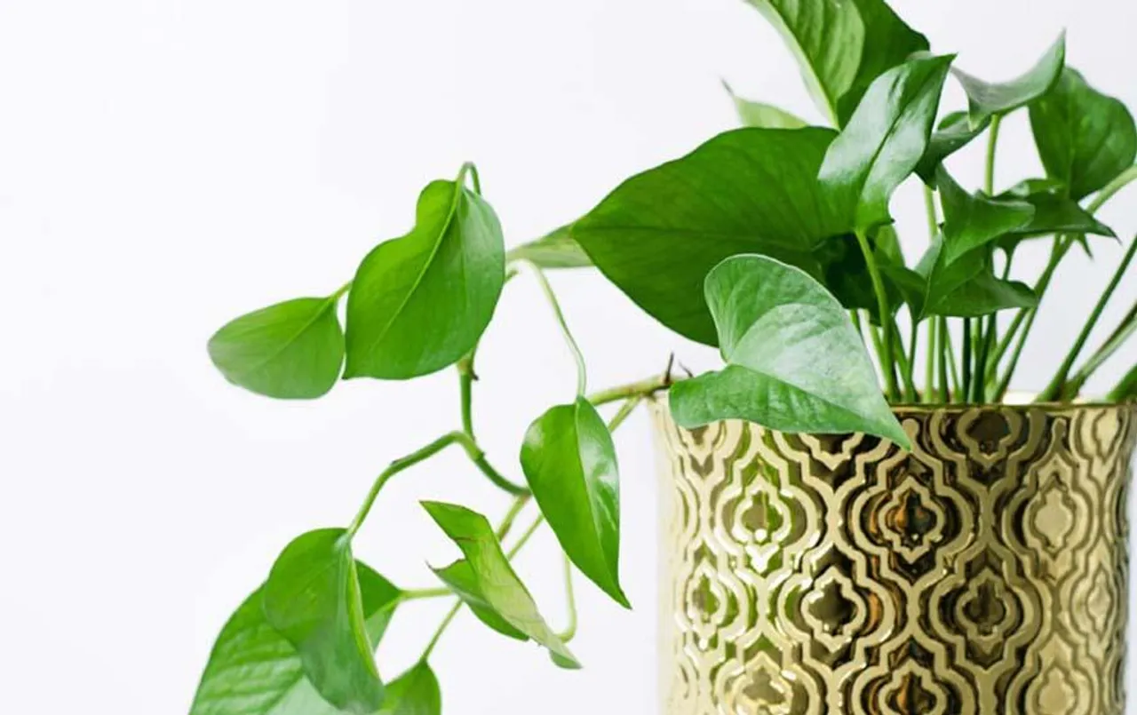 10 Indoor Plants: घर में लगाएं ये 10 इंडोर प्लांट्स, हमेशा रहेंगे हेल्दी