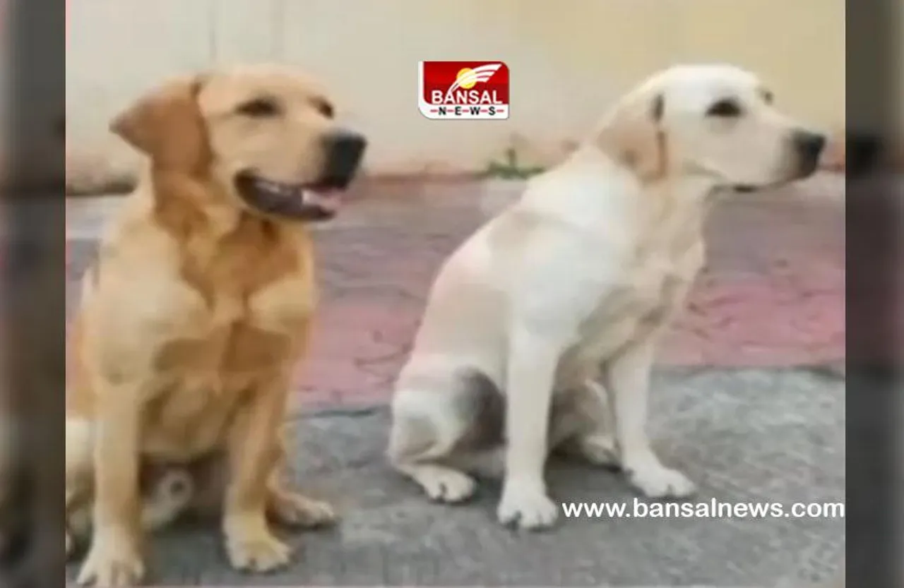 MP Bhopal Labrador Dog : लैब्राडोर डॉग ओरियो और शेरू के आने की खुशी में हुई ग्रैंड पार्टी
