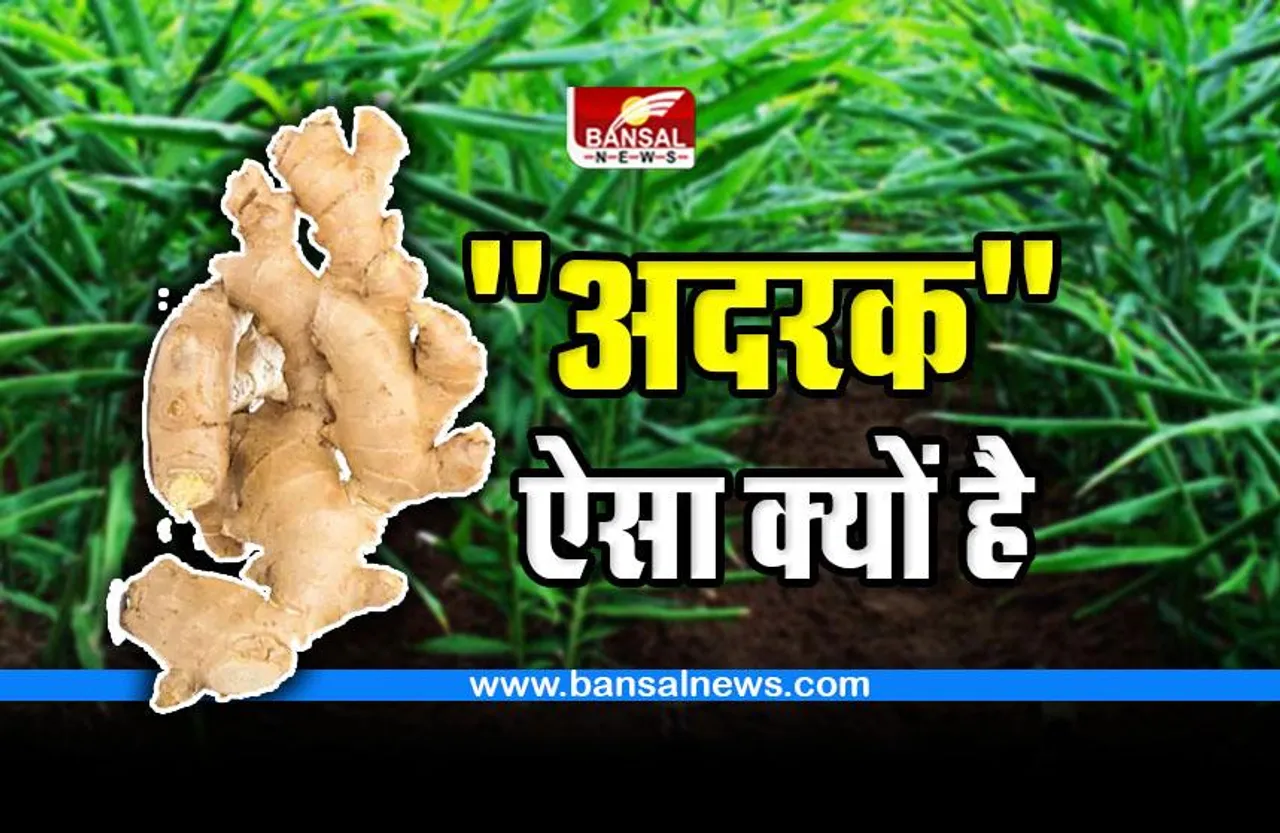 Ginger Facts : अदरक जड़ है या तना, जमीन में ही क्यों होती है पैदावार ?
