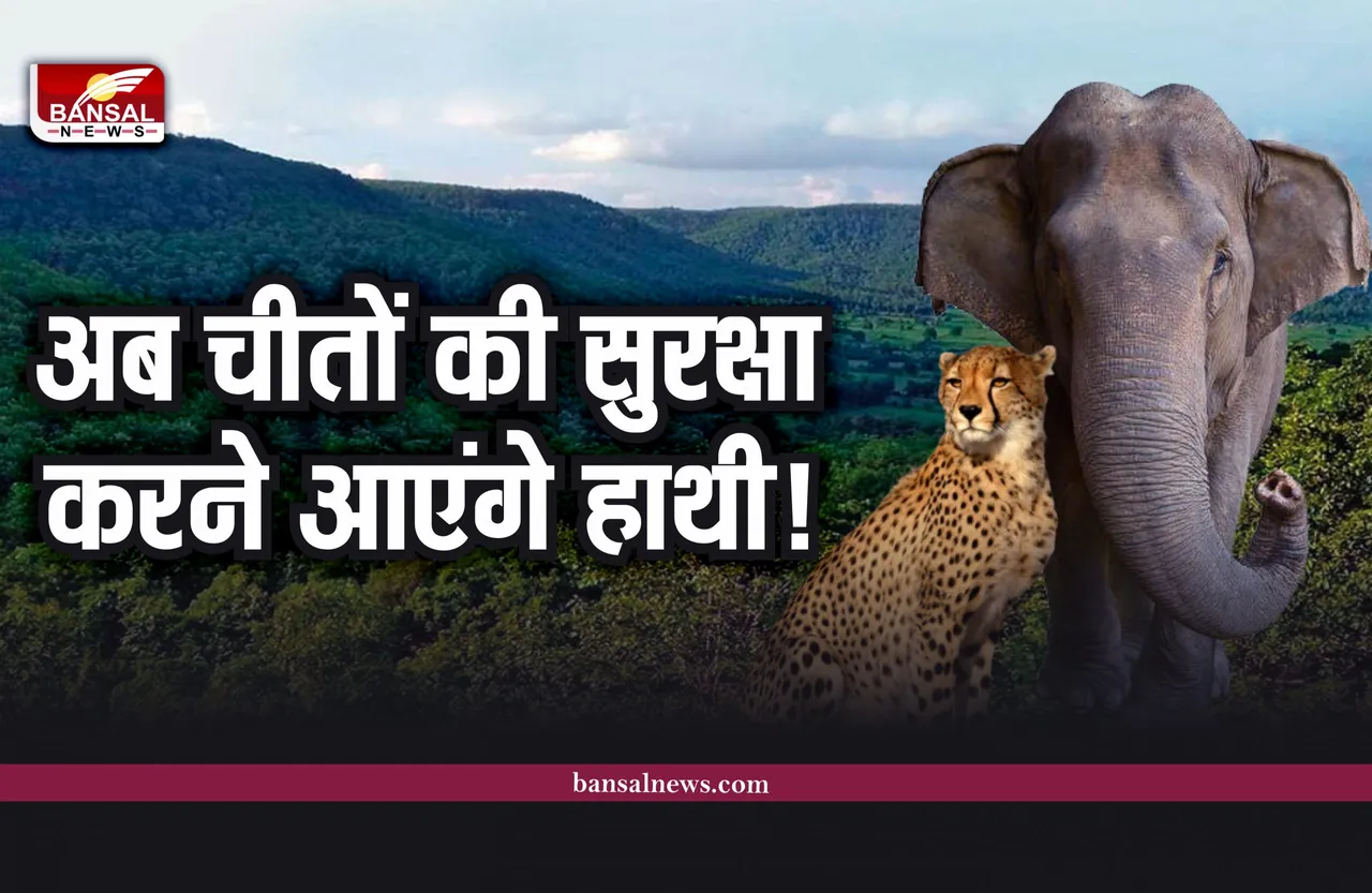 Elephants in MP : मध्यप्रदेश में चीतों के बाद अब होगी हाथियों की एंट्री