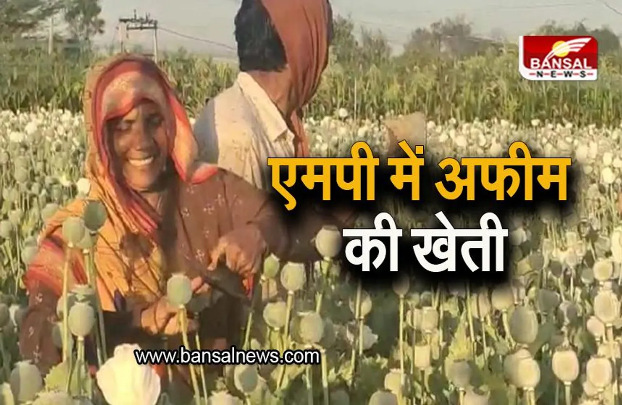 Opium Cultivation: मध्यप्रदेश के इस जिलें में होती है अफीम की खेती, जानिए